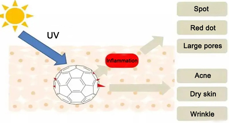 polyglutamic acid Anti-Inflammatory polyglutamic acid Anti-Inflammatory