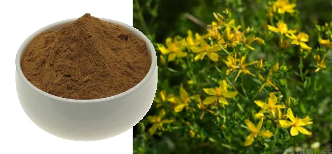 Hypericum Perforatum Extract Powder 2 Hypericum Perforatum Extract Powder 2