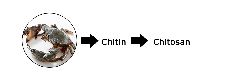Chitin vs Chitosan Chitin vs Chitosan
